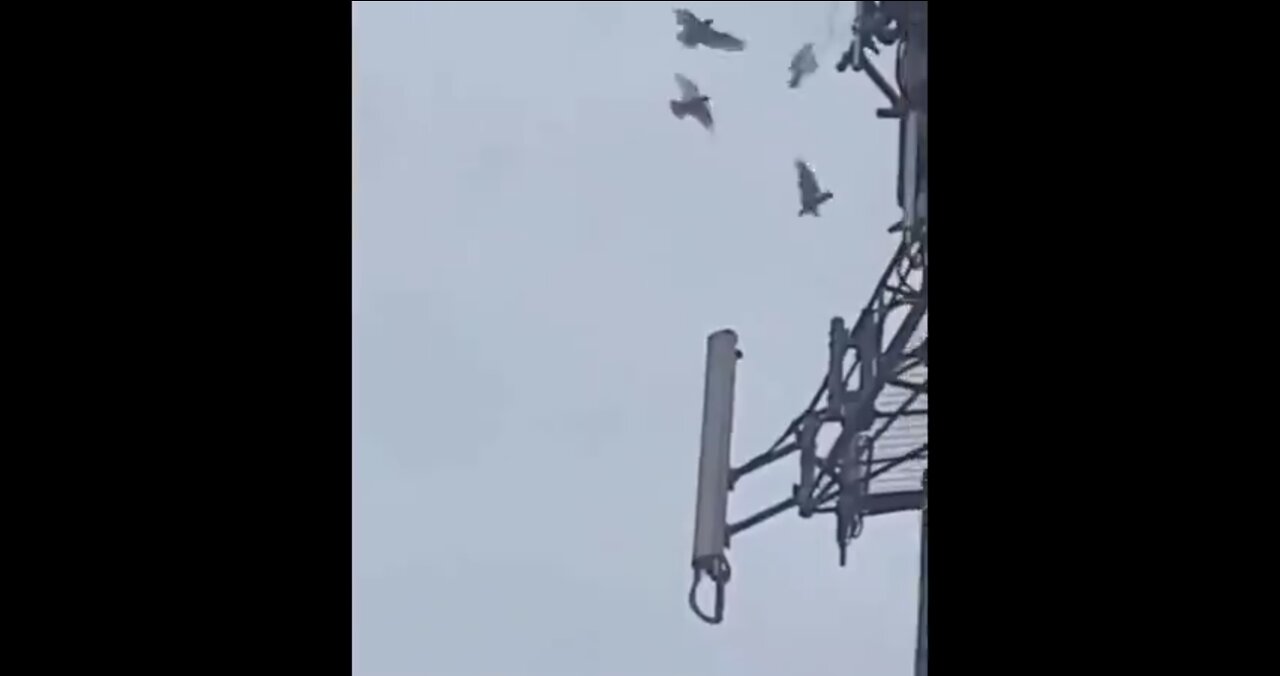 Unbelievable - Birds Attack 5G Tower😱😱