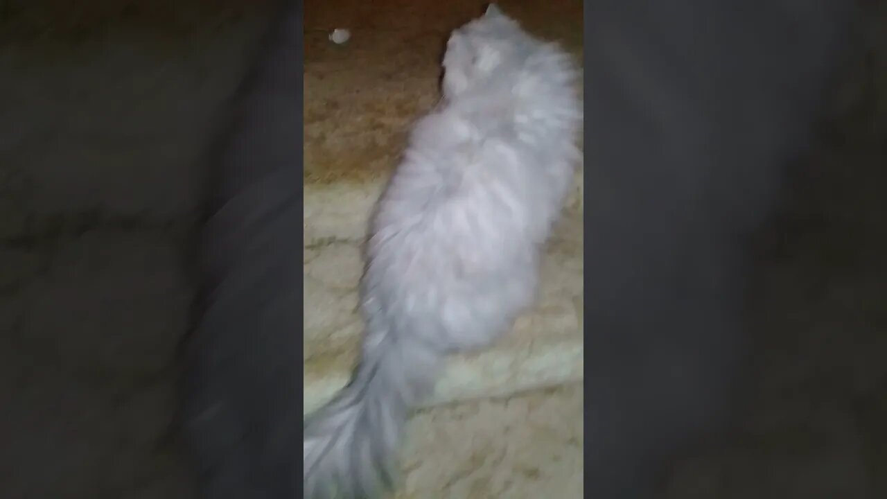 Fluffy Persian Cat