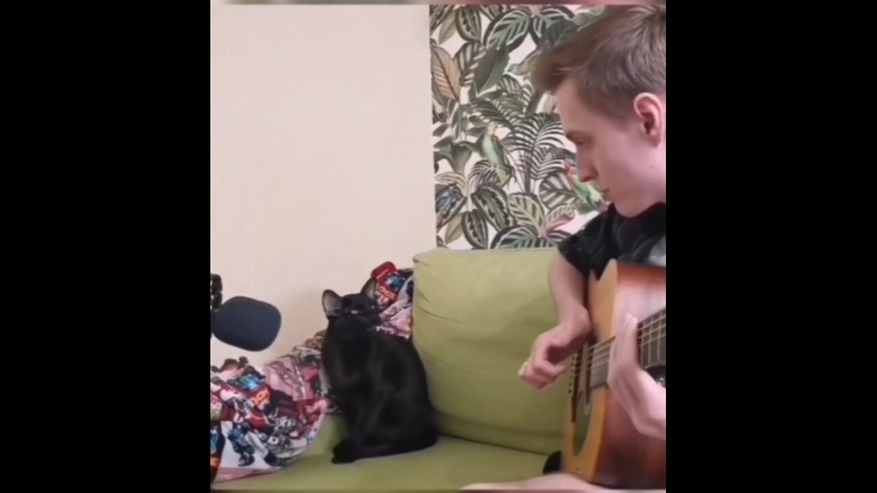 Singing cat