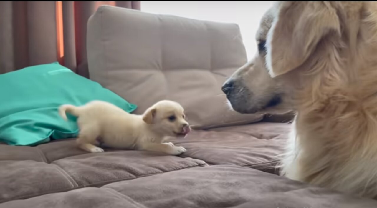 Golden Retriever Confused by new Puppy