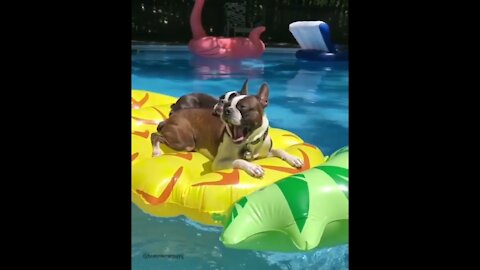 Dogs doing Funny Thing