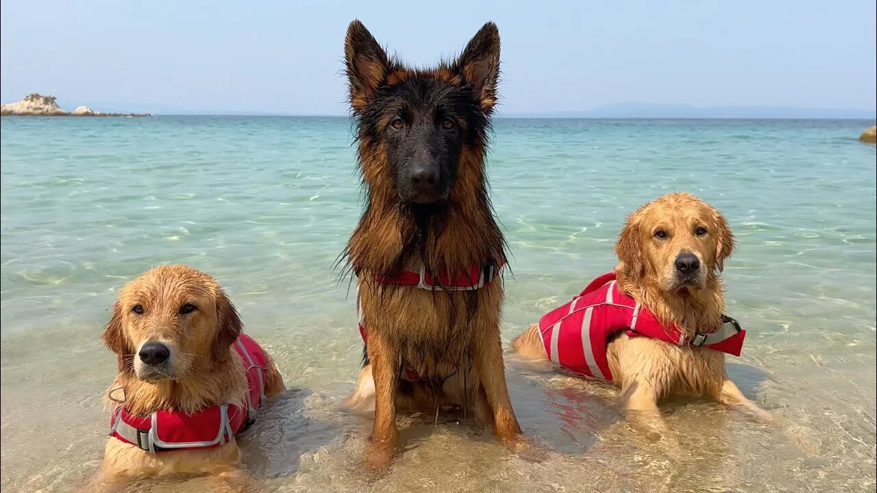 LIVE - My Dogs Have a Blast at the Beach