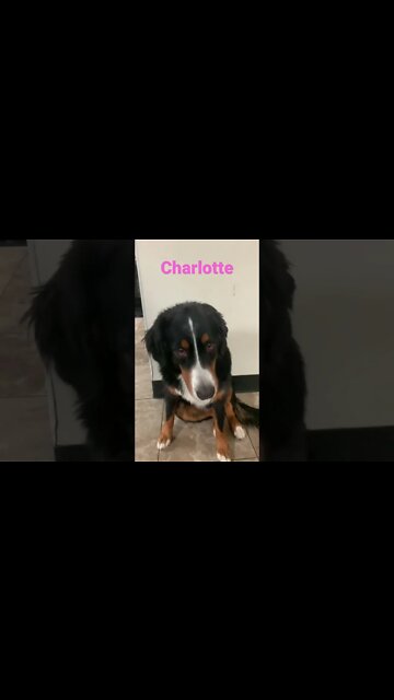 [Shorts 0162] CHARLOTTE [#dogs #doggos #doggos #puppies #dogdaycare]