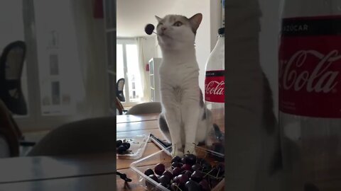 She loves to PLAY with not eat cherries