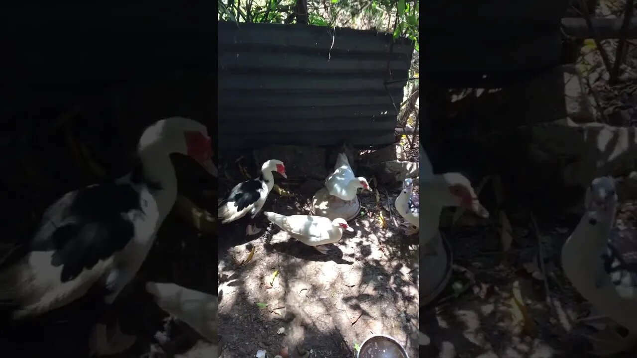 Watch the duck king
