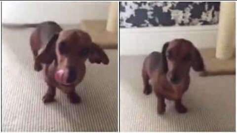 This overjoyed dog dances when she's happy