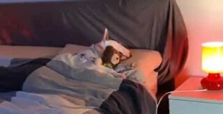 Ce chien dort toujours avec son doudou