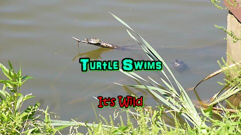 Turtle Swims