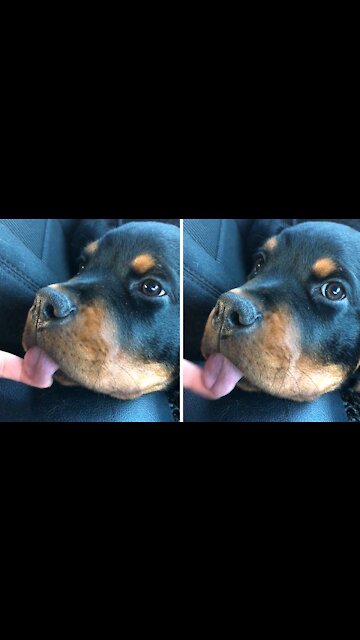 Silly puppy not quite sure how her tongue works