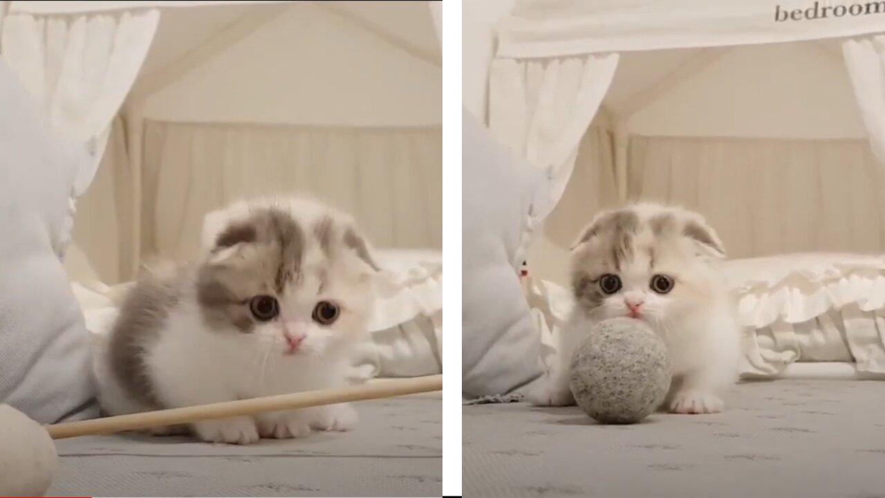 CUTE LITTLE CAT PLAYING WITH BALL |CUTE KITTENS