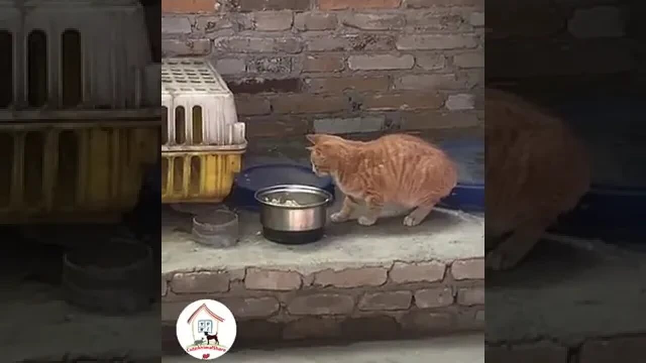 Get Away, This Is My Food!