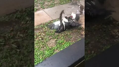 Sex Drug Addicted Muscovy Ducks Fighting jestALittleNonsenseForReasons