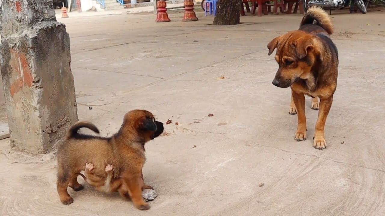 Today, baby monkey punish a puppy