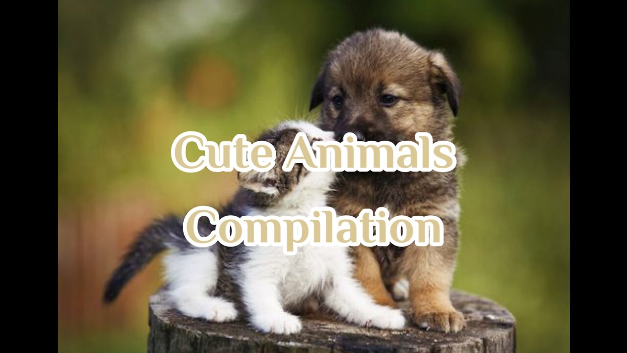 Cute Animals Compilation