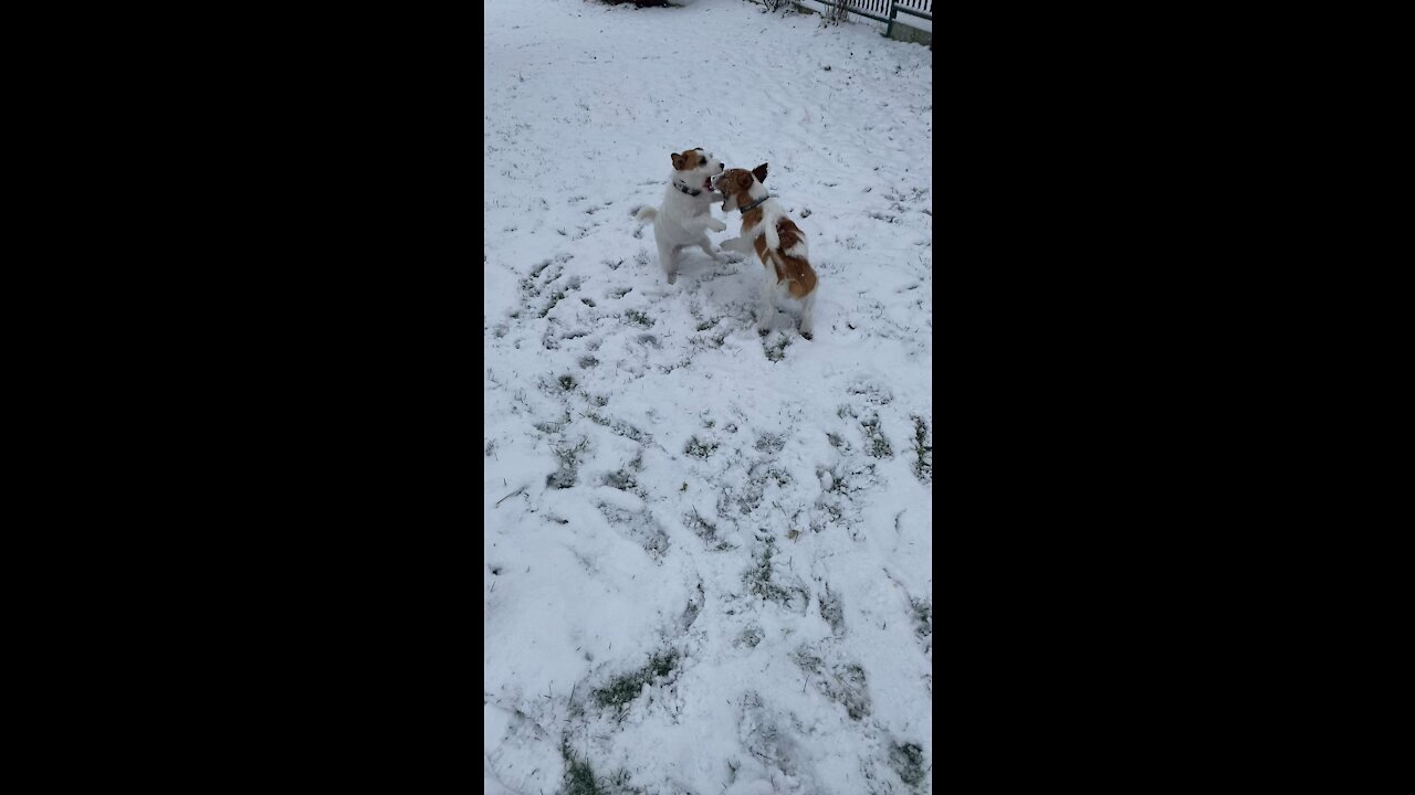 First snow. Happy Christmas everyone