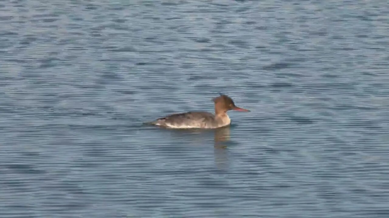 Common Merganser Paddling in Water