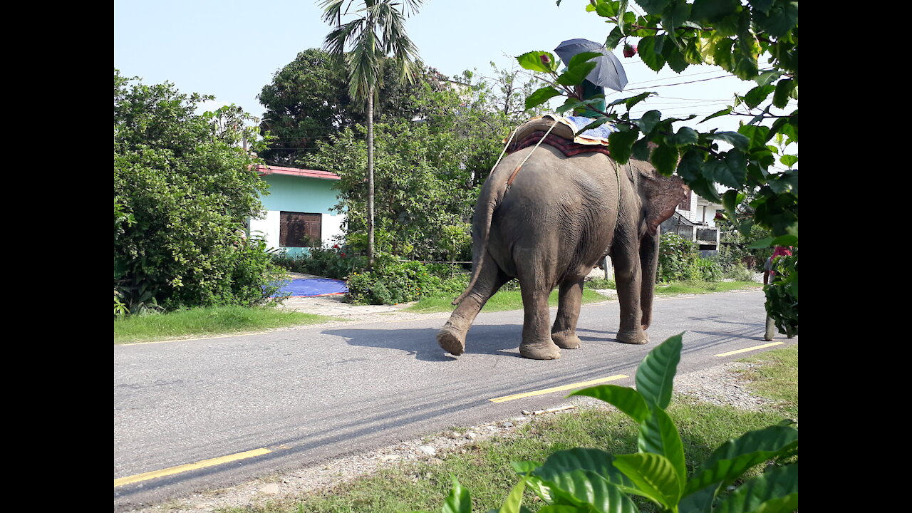 Elephant safari.