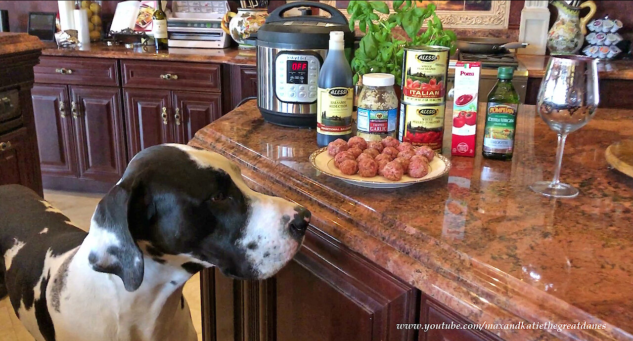 Great Danes Check Out Instapot Spaghetti and Meatball Recipe
