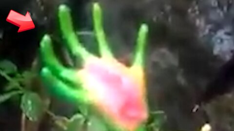 The leaves look like green hands [Mystery]