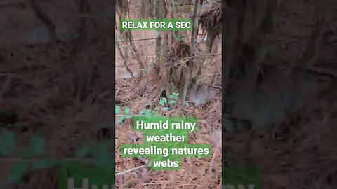 Take a few seconds and relax #relax #nature #web #breathe