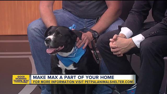 Pet of the week: 4-year-old Max wants a family to give him plenty of exercise