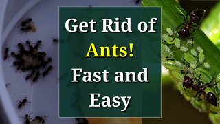 Get Rid of Ants: Fast, Cheap and Easy