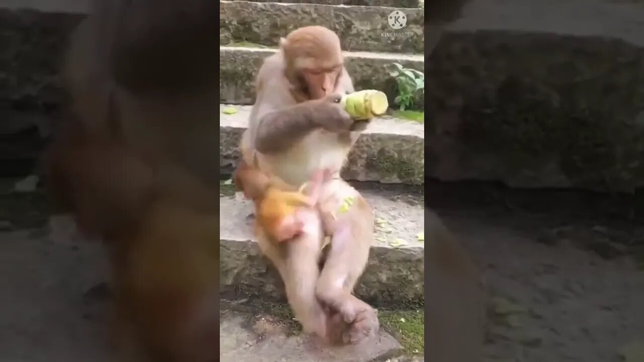 How to STOP The monkey BITING & CHEWING MACHINE Reality monkey Training | #short #monkeyshort