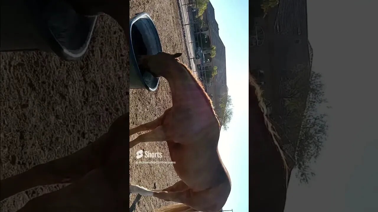 Horse video