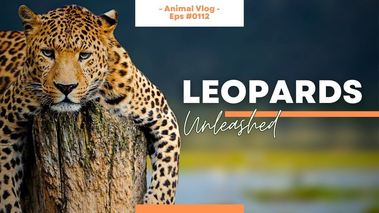 Leopard Safari 🐆🌳🌄 Captivating Encounters Video Compilation of God's Animals