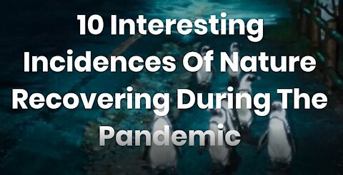 10 Interesting Changes in Nature From The Pandemic