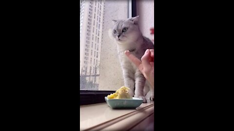 Cats don't like to eat durian