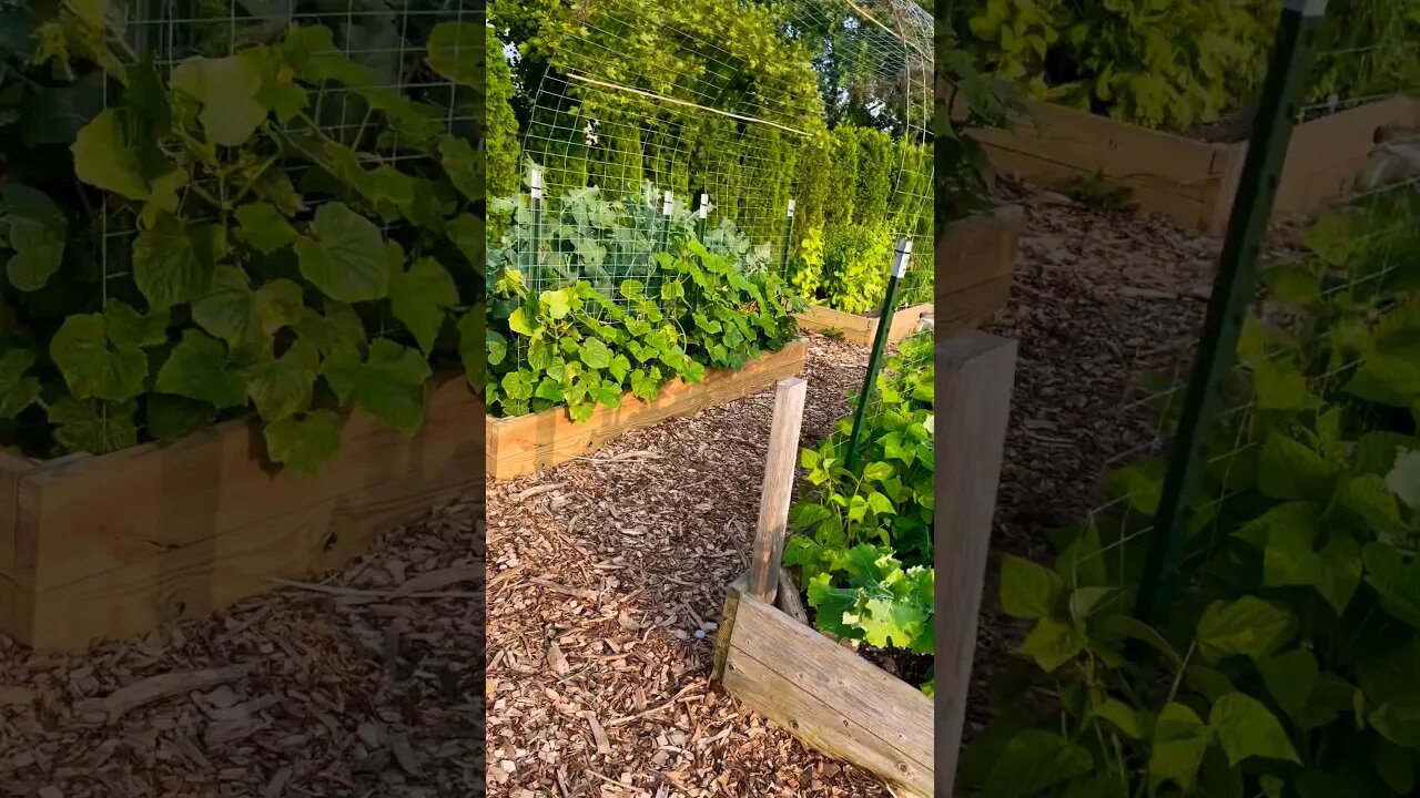COTTAGE GARDEN🌱 #cottagecore #cottagegarden #garden #summer #happy #homestead #foryou #fyp #reels