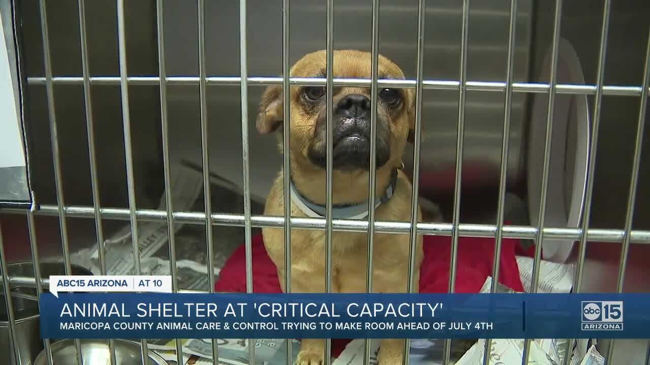 Valley animal shelter at 'critical capacity'