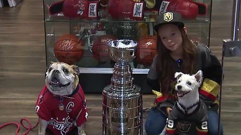 Bark-Andre Furry, Ovie the Bulldog meet in Las Vegas