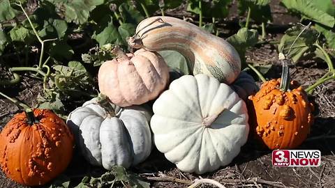 Omaha Sunday Morning: Food For Fines, teal pumpkins, funky pumpkin craze