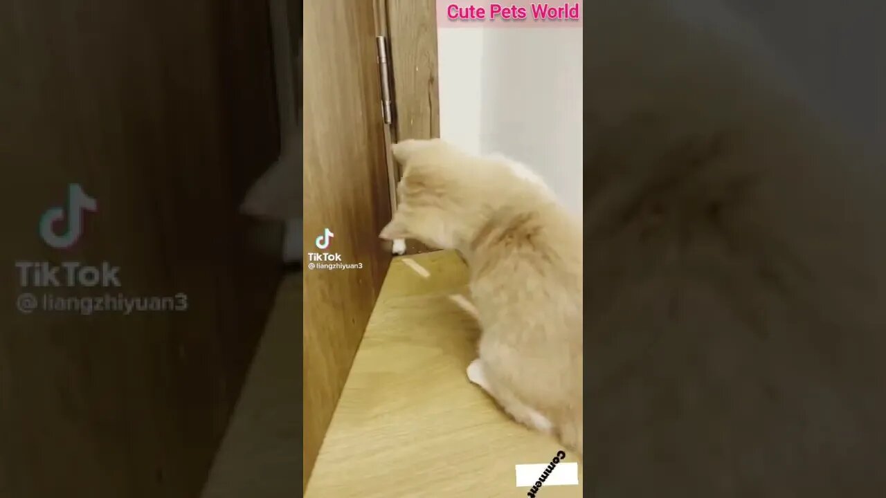 Cute and funny cat videos/#kitten #cat #kitty #funny kitten #funnycat #trending #shorts #tiktok