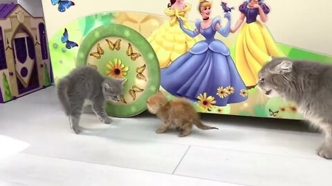 Ginger kitten's first meeting with the cat🐈 Will she feed him or not?