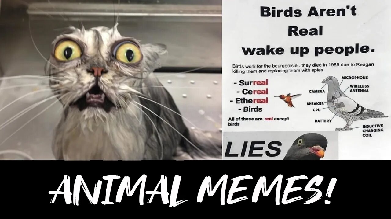 Memes my dog buried in the backyard [Meme Review] #memes #roadto1k #funnyanimals #funny #birds