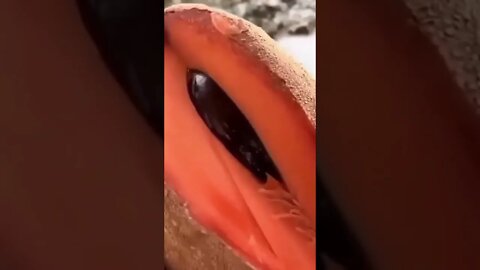 What’s the name of the fruit #fruit 🤤 #shorts #saintpee #viral #youtubeshorts #subscribe #hype