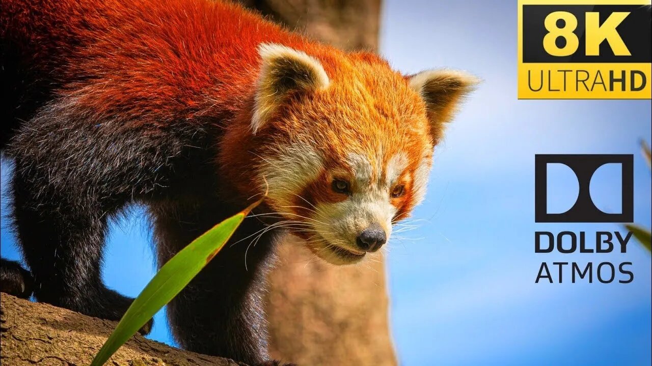 8K HDR 60FPS Dolby Vision - THE 500 MOST BEAUTIFUL ANIMALS 8K ULTRA HD 8K ULTRA HD (60FPS HDR10+)