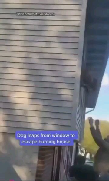 Poor doggie luckily escapes burning house with minor injuries.