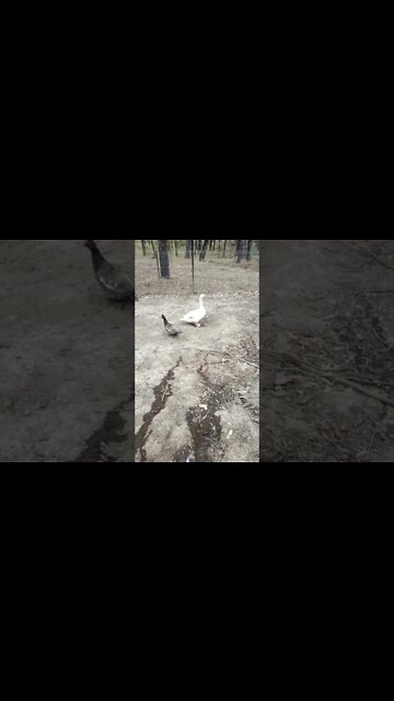 Ezra the gander is trying to look after a couple of eggs that the duck layed