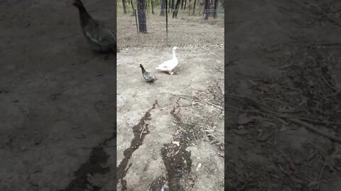 Ezra the gander is trying to look after a couple of eggs that the duck layed