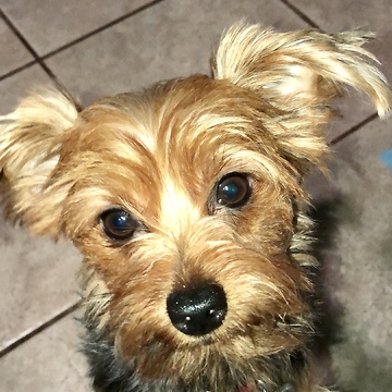 Cupcake the yorkie bringing the new year in with a smile