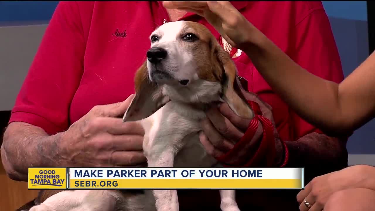 Rescues in Action: Parker