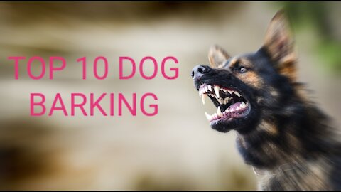 TOP 10 DOG BARKING