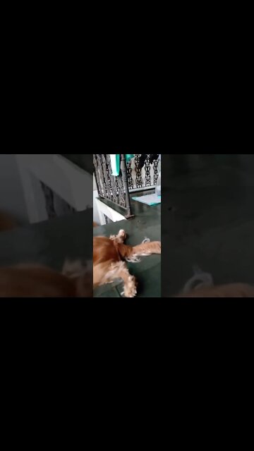 #dogshow , #animals , #dogs , #shorts