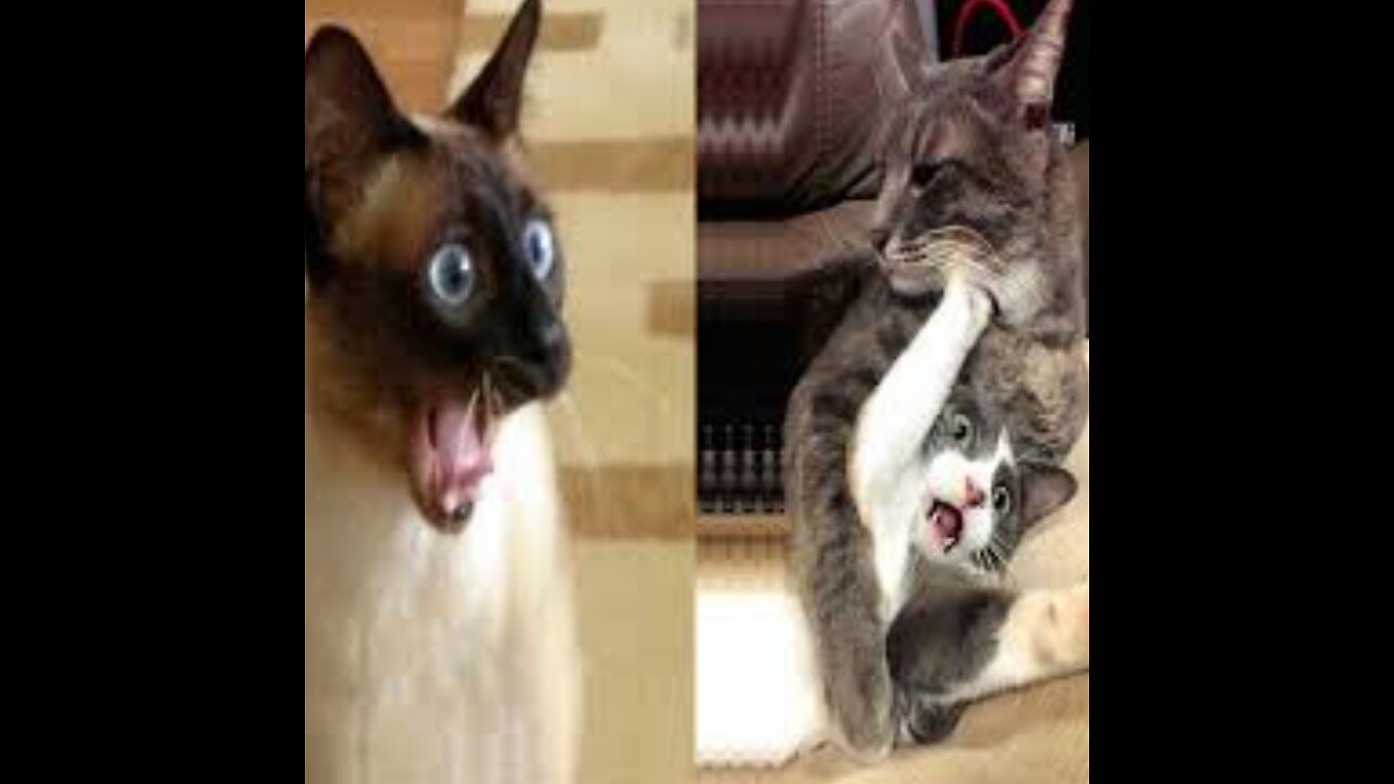 Funny video