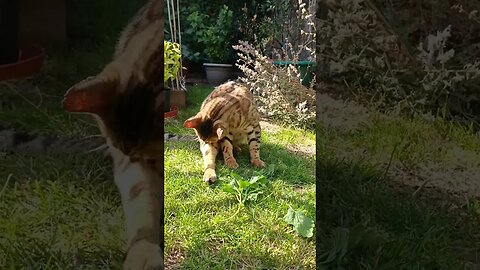 Fresh catnip fun #growyourowncatnip