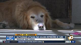 Rattlesnake attacks two Golden Retrievers in yard